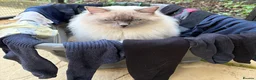Ragdoll cats for sale: GCCF Blue Point Ragdoll male for rehome/co-own - Advert 6