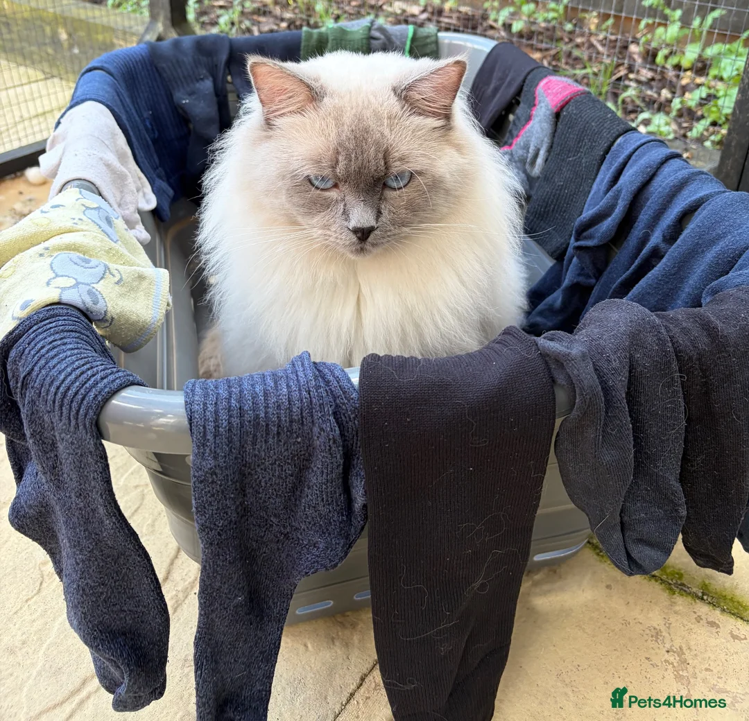 Ragdoll cats for sale: GCCF Blue Point Ragdoll male for rehome/co-own - Advert 6