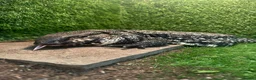 Lizard reptiles for sale: Argentine tegu  in Hoddesdon - Advert 1