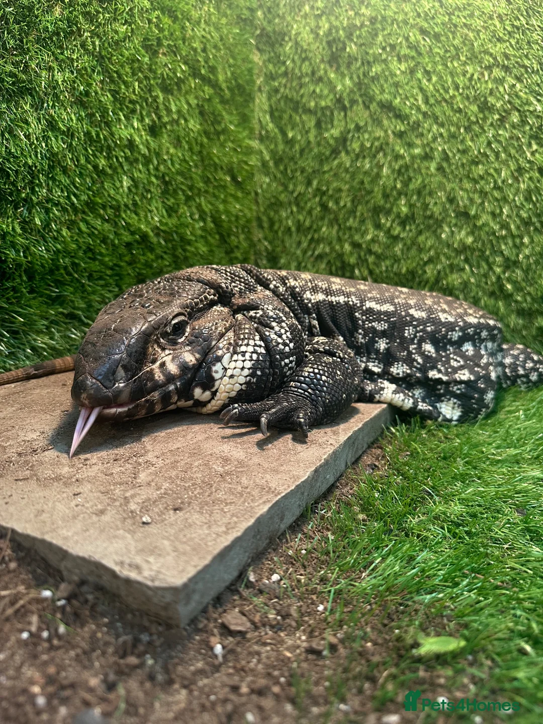 Lizard reptiles for sale: Argentine tegu  in Hoddesdon - Advert 1