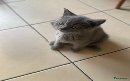 British Shorthair cats for sale: 5  BSH kittens - Image 27