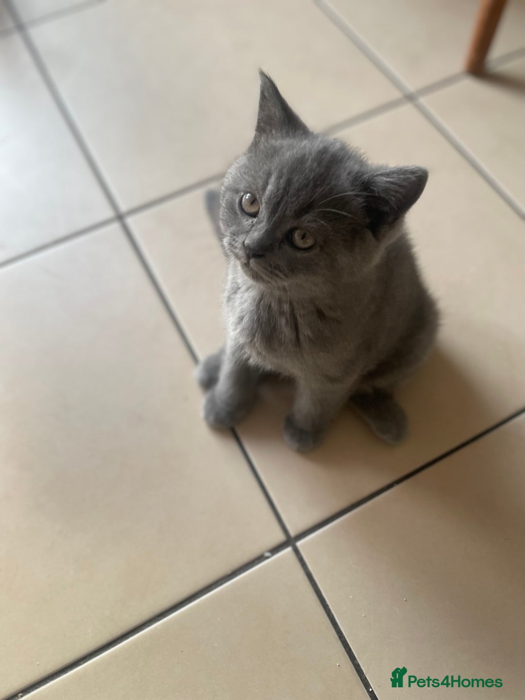 British Shorthair cats for sale: 5  BSH kittens - Image 27