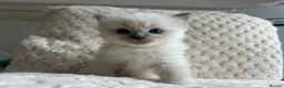 Ragdoll cats for sale: Ragdoll kittens ready September  - Advert 17