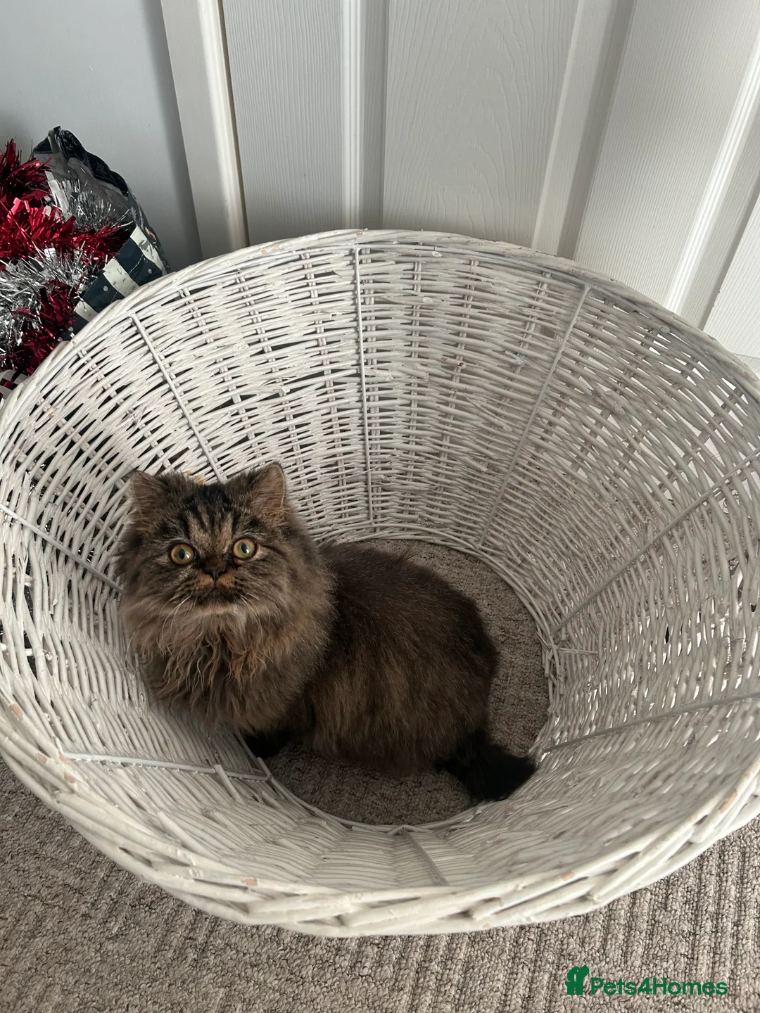 Persian cats for stud: Persian boy for stud duties  - Advert 1