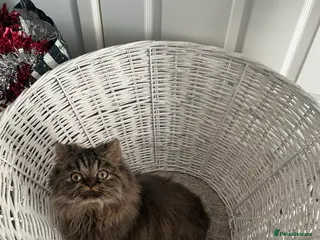 Persian cats Persian boy for stud duties - Advert 1