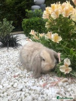 Mini Lop rabbits - Advert 1
