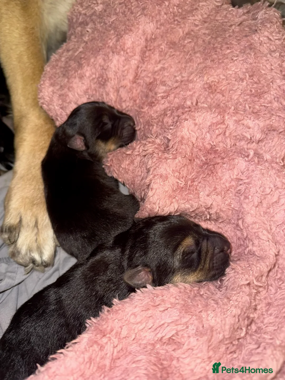 Mixed Breed dogs for sale: German Shepherd Rottweiler Puppies - Advert 4