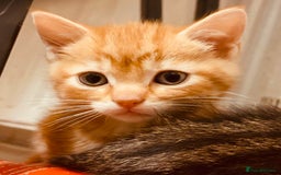 British Shorthair cats for sale: Adorable Kittens FOR SALLE  - Image 5