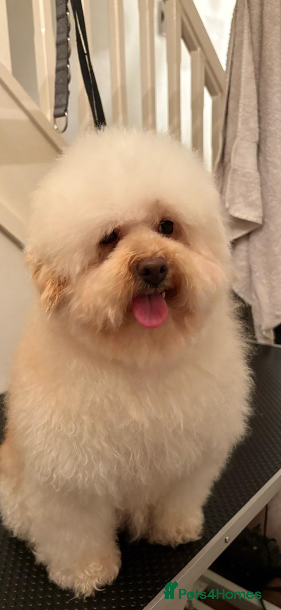 Toy Poodle dogs for sale: Last toy poodle boy remaining  - Advert 2