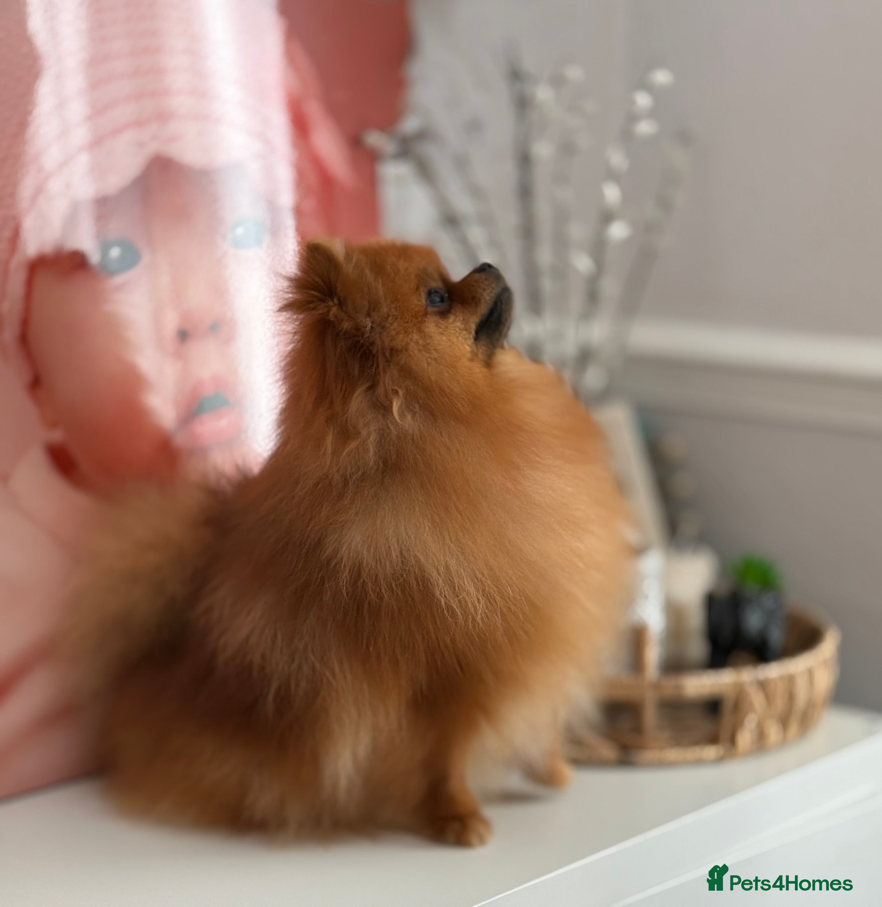 Pomeranian dogs Quality Pomeranian for Stud KC - Advert 6