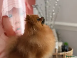 Pomeranian dogs Quality Pomeranian for Stud KC - Advert 6