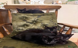 Mixed Breed cats for sale: Gorgeous black kittens - Image 7