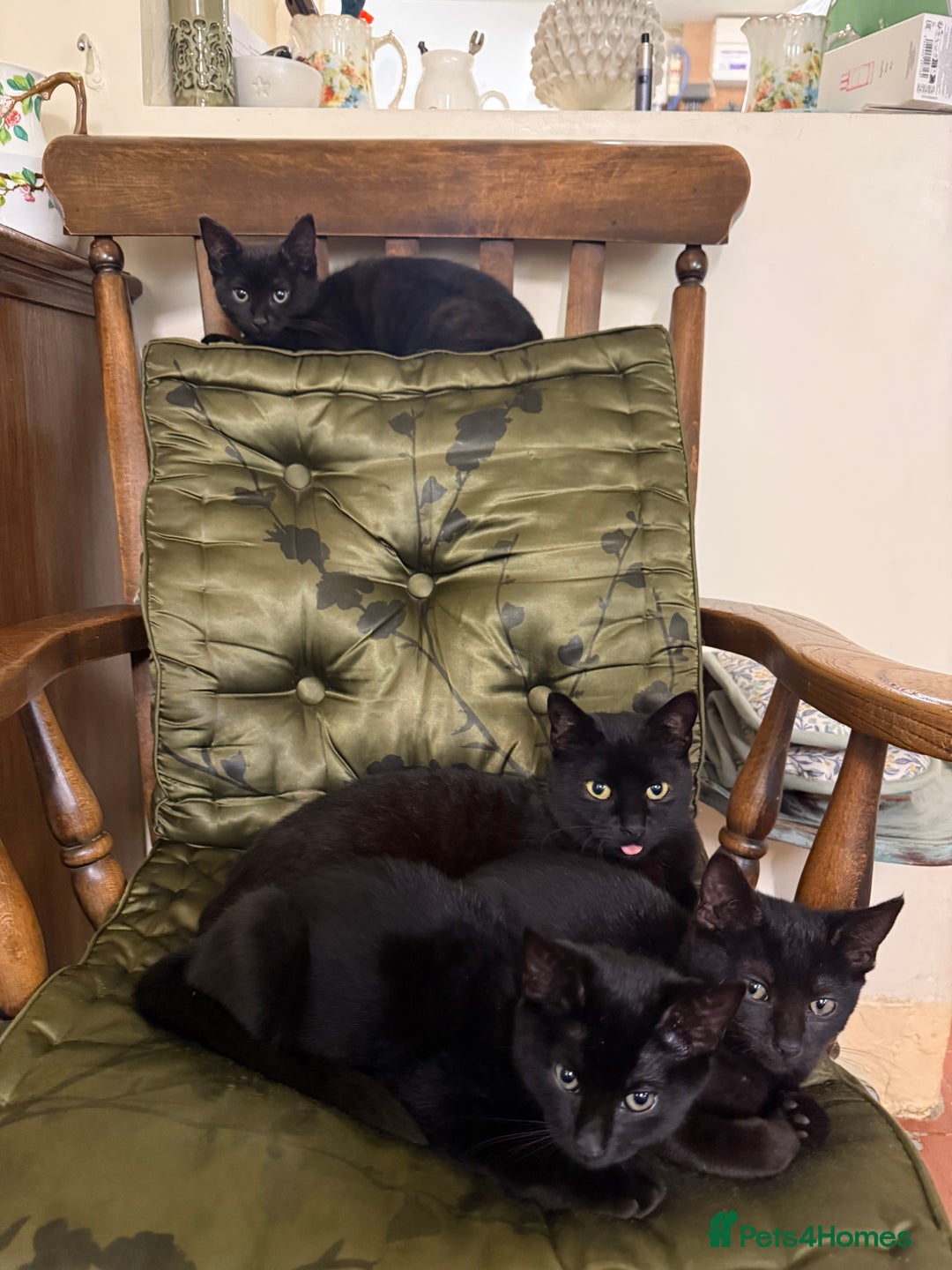Mixed Breed cats for sale: Gorgeous black kittens - Image 7
