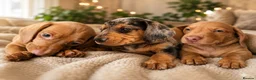 Dachshund dogs for sale: 3 beautiful miniature /dapple boys for sale  - Advert 1