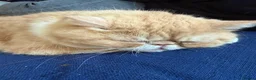Exotic cats for sale: 4 year old Exotic short hair  - Advert 3