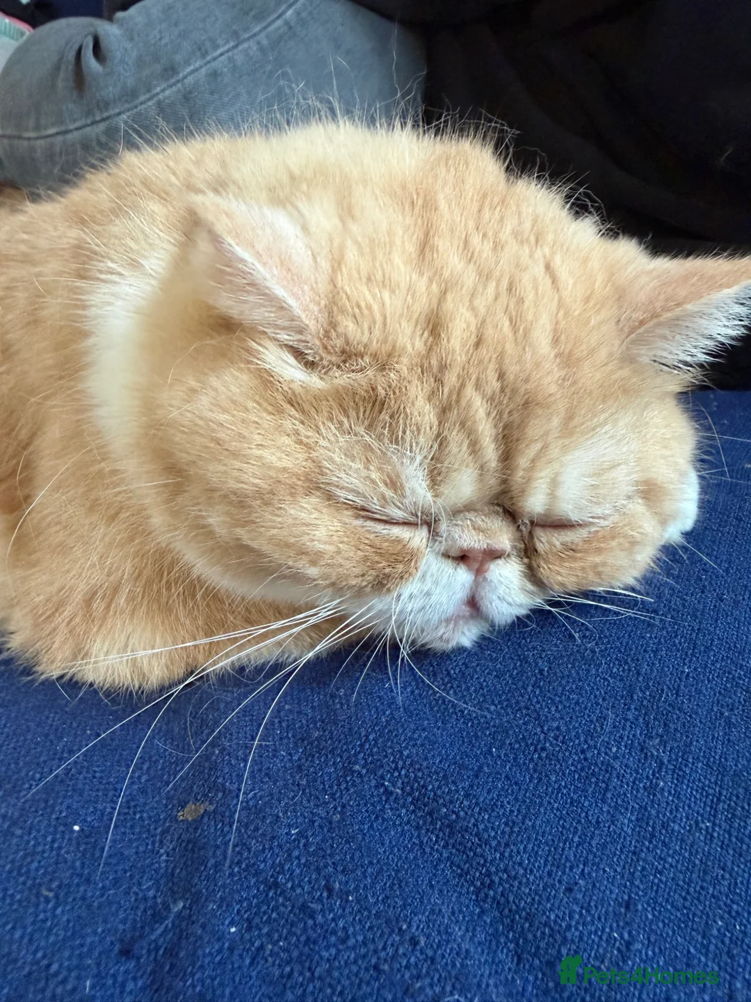 Exotic cats for sale: 4 year old Exotic short hair  - Advert 3