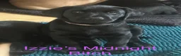 Labrador Retriever dogs for sale: Black & Fox Red KC Labrador Puppies - Advert 24