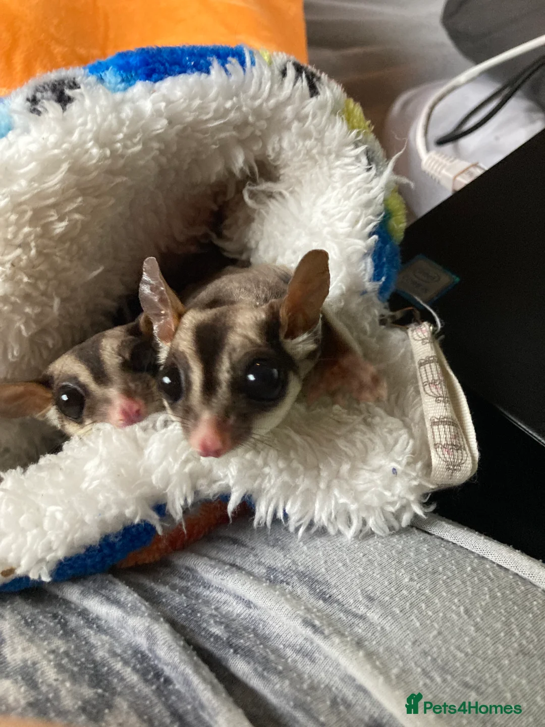Sugar Glider rodents for sale: 3 female sugar gliders and set up - Advert 12