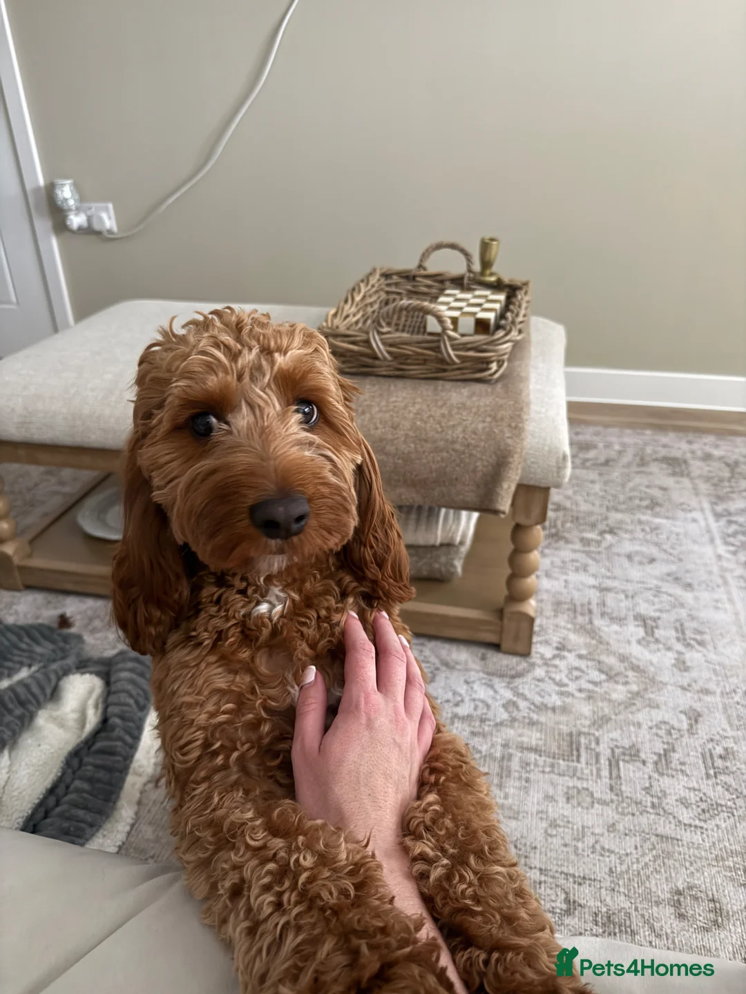 Cockapoo dogs for sale: Rosie 🐾 - Advert 2