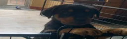 Rottweiler dogs for sale: Rottweiler puppies - Advert 3