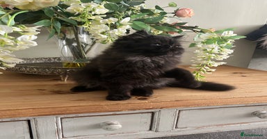 Persian cats in Northampton - Advert 2
