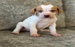 Pointer dogs for sale: BEAUTIFUL PEDIGREE POINTER PUPPIES - Image 13