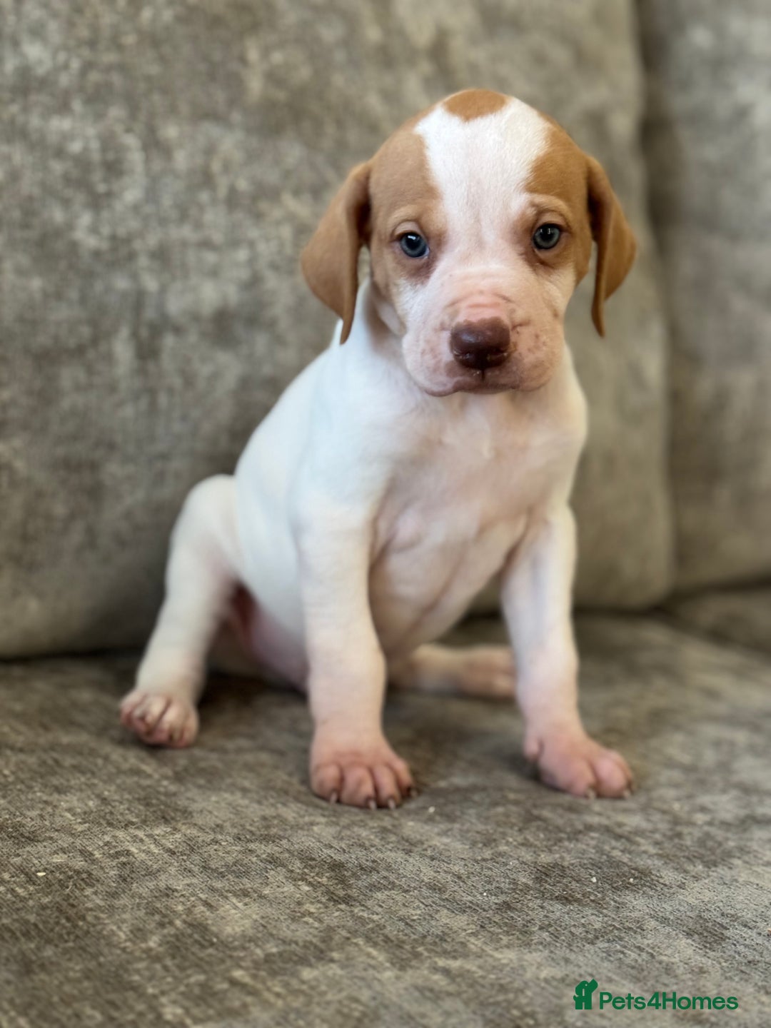 Pointer dogs for sale: BEAUTIFUL PEDIGREE POINTER PUPPIES - Image 13
