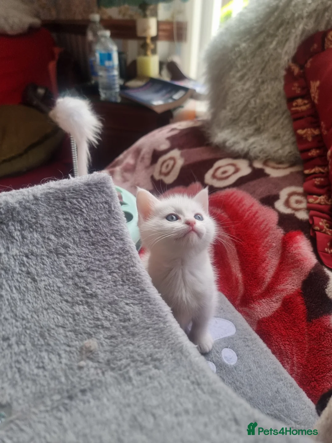 Mixed Breed cats for sale: Kittens - Advert 2