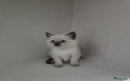 Ragdoll cats for sale: Ragdoll kittens for sale - Image 3