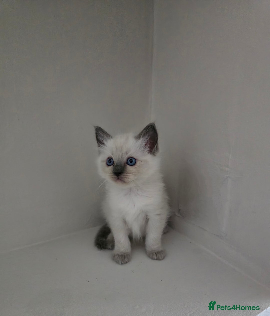 Ragdoll cats for sale: Ragdoll kittens for sale - Image 3