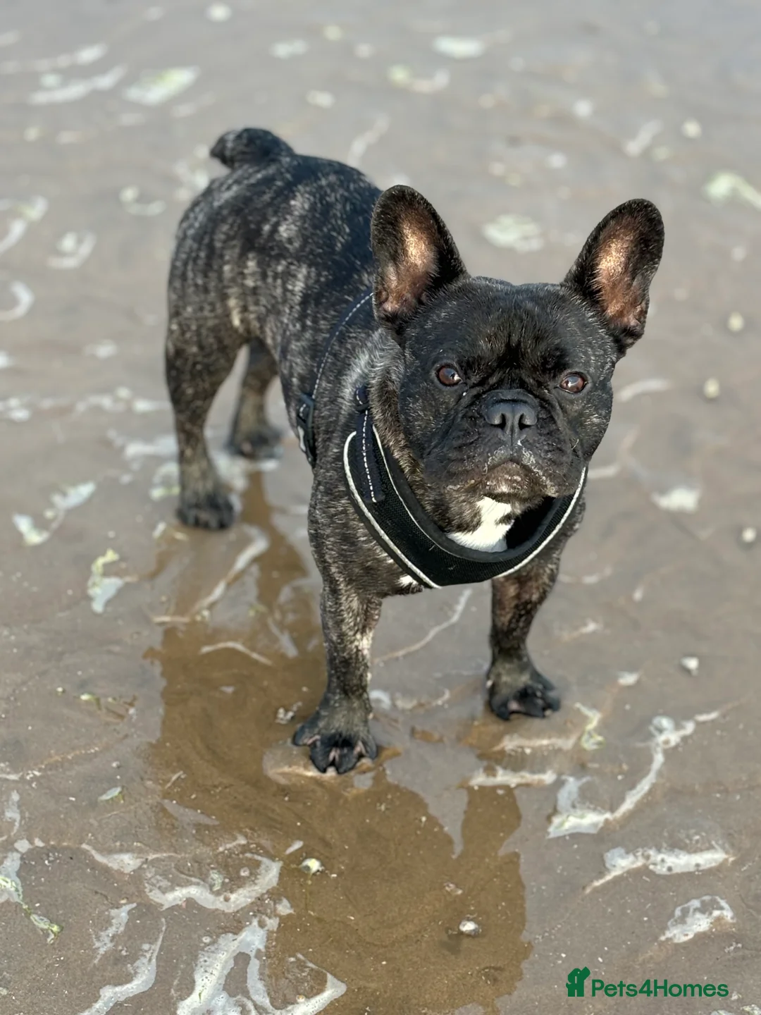 French Bulldog dogs for sale: Olive the 3 year old frenchie!  - Advert 5