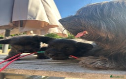 Skye Terrier dogs for sale: Gorgeous gamekeeper bred chunky Skye terrier pups  - Image 3