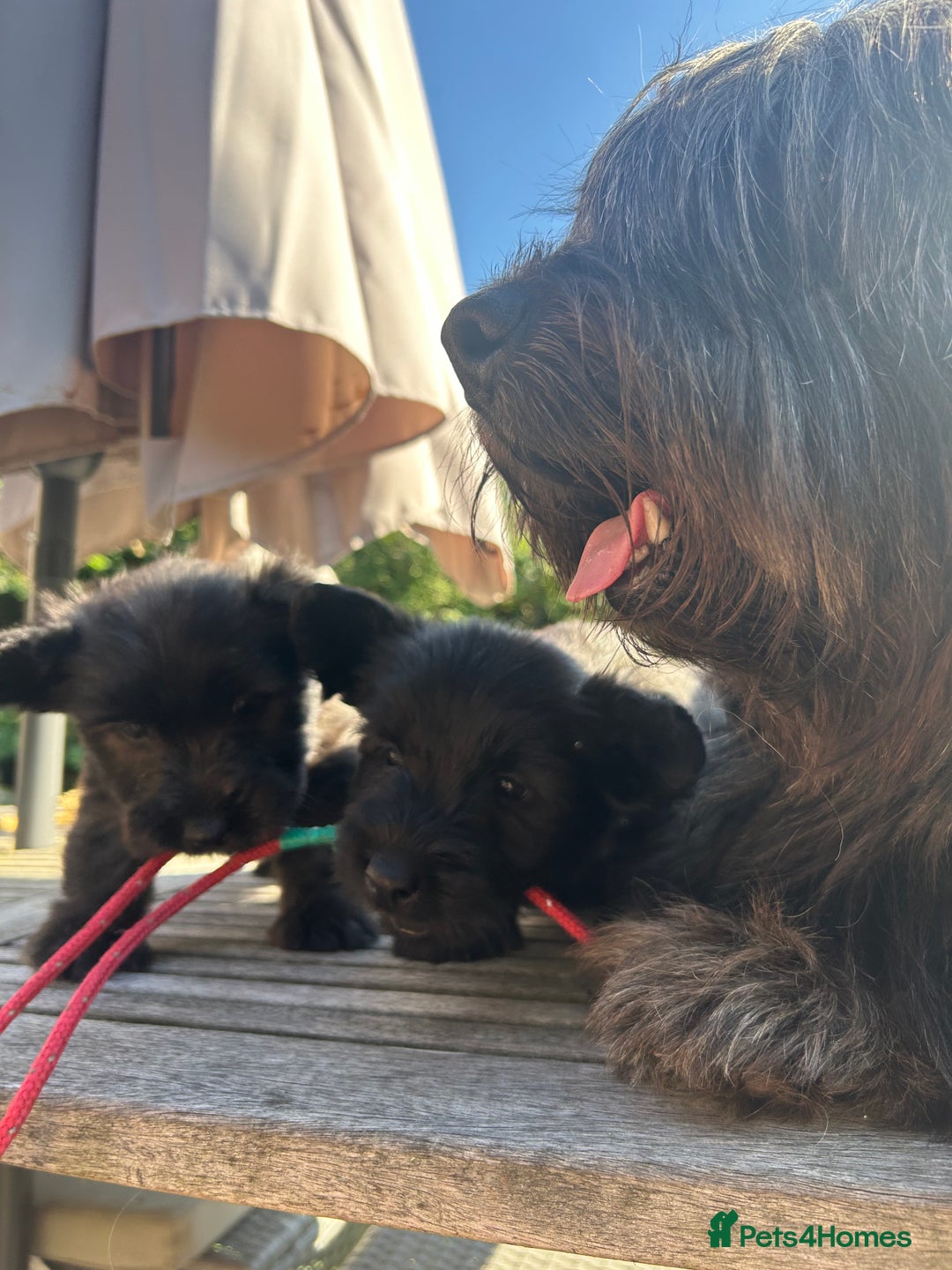 Skye Terrier dogs for sale: Gorgeous gamekeeper bred chunky Skye terrier pups  - Image 3