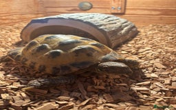 Tortoise reptiles for sale: Horsefield Tortoise - Image 1