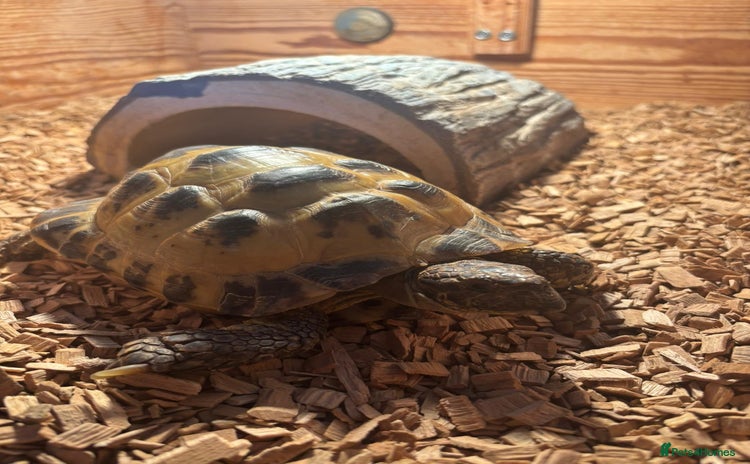 Tortoise reptiles - Advert 5