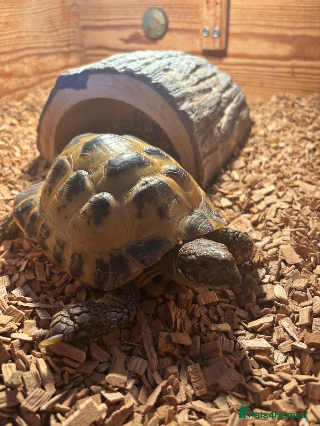 Tortoise reptiles for sale: Horsefield Tortoise - Image 1