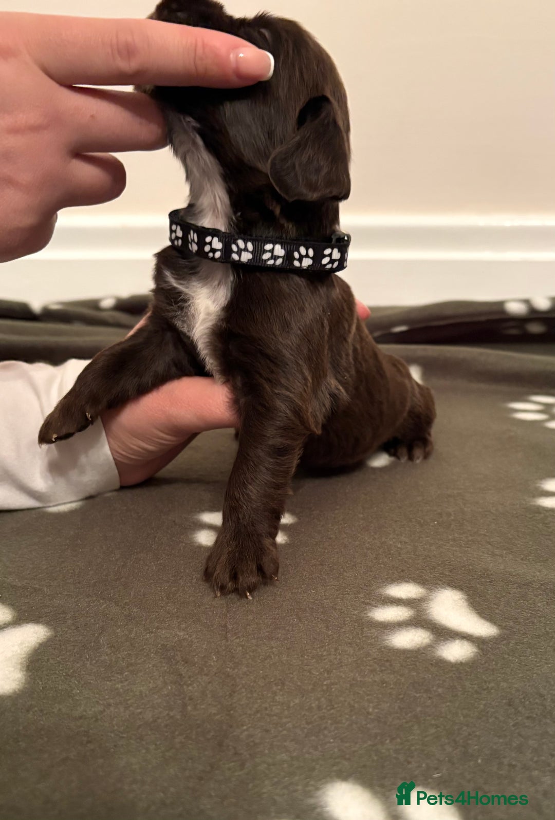 Cocker Spaniel dogs for sale: Stunning Chocolate KC cocker puppies - Advert 2