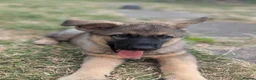 German Shepherd dogs for sale: German shepherd puppy - Advert 2