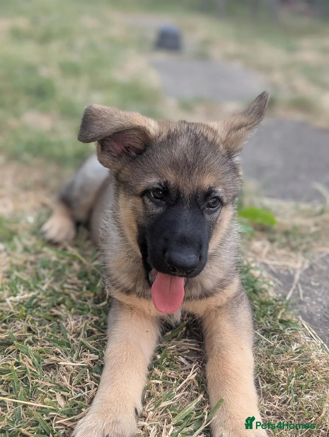 German Shepherd dogs for sale: German shepherd puppy - Advert 2