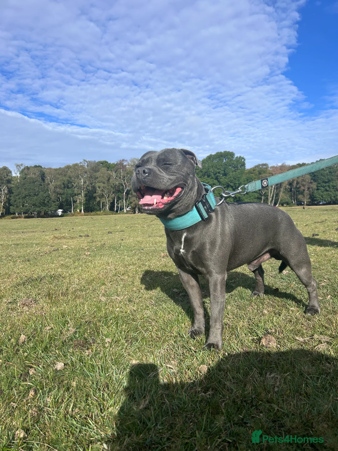 Staffordshire Bull Terrier dogs for stud: KENZDUO TAGLIATELLE -VINNY UP FOR STUD  in Abingdon - Advert 3
