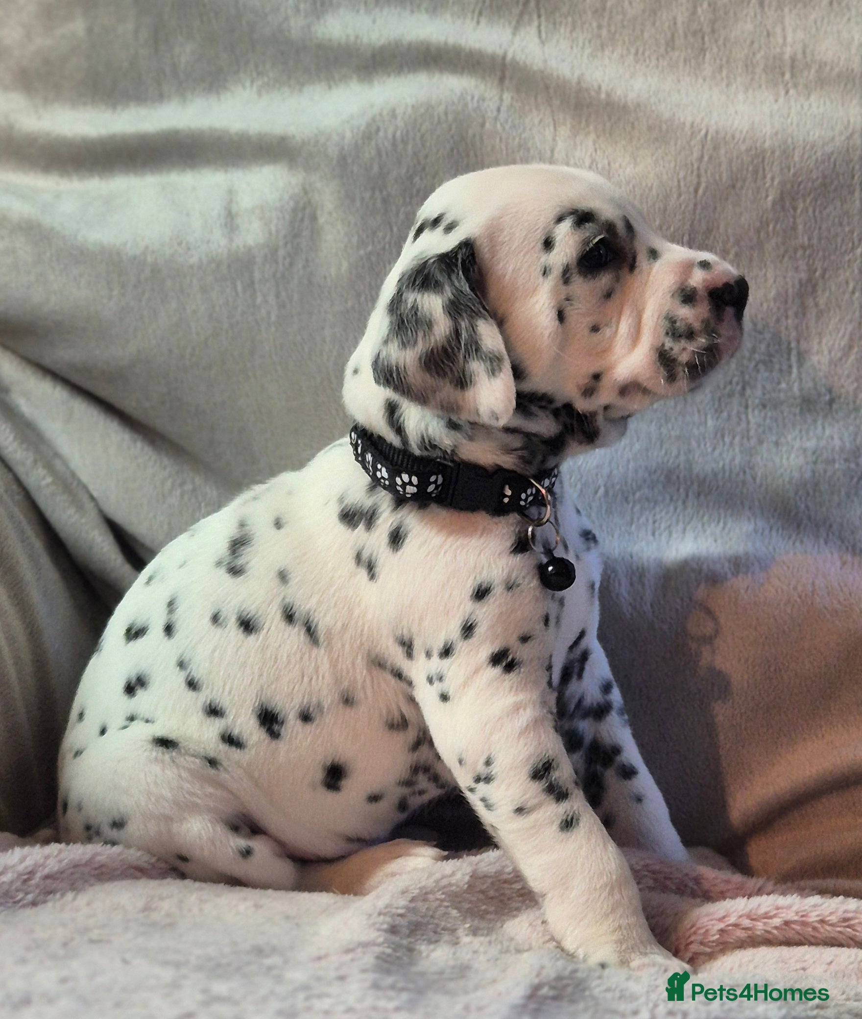 Dalmatian dogs Beautiful KC Reg LUA Dalmatian Pups - Advert 2
