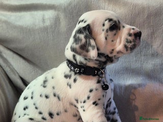 Dalmatian dogs Beautiful KC Reg LUA Dalmatian Pups - Advert 14