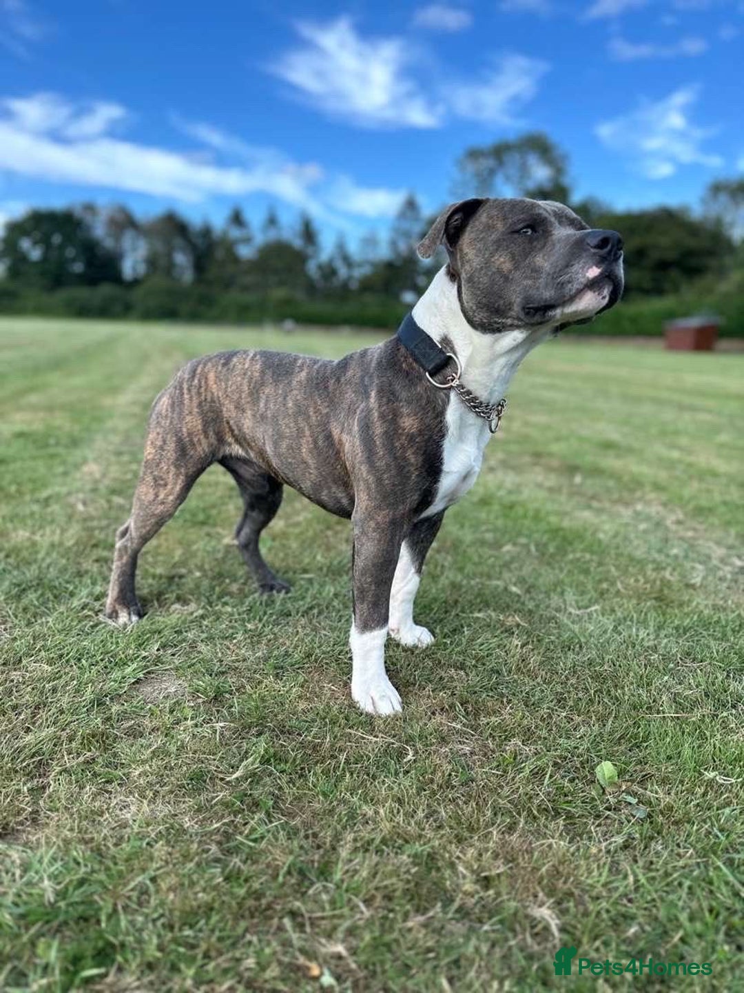 Staffordshire Bull Terrier dogs for stud: Mr roccco - Advert 6