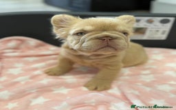 French Bulldog dogs for sale: Visual fluffy French bulldog puppies! - Image 4