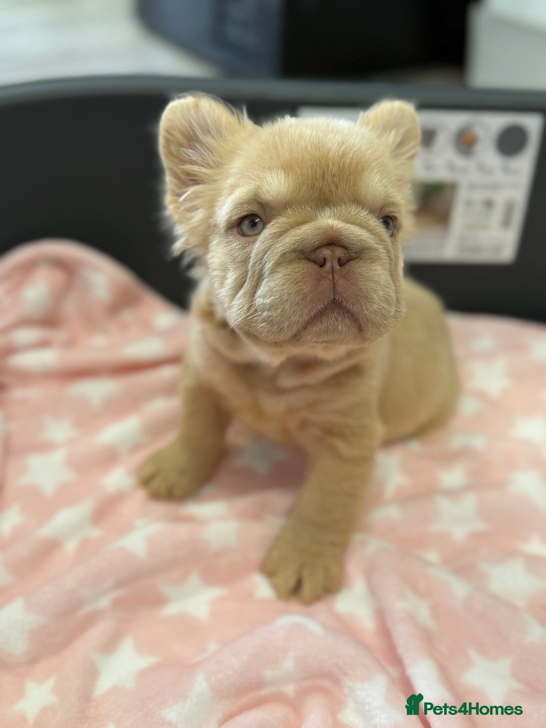 French Bulldog dogs for sale: Visual fluffy French bulldog puppies! - Image 4