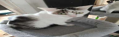 Male black and white shorthair