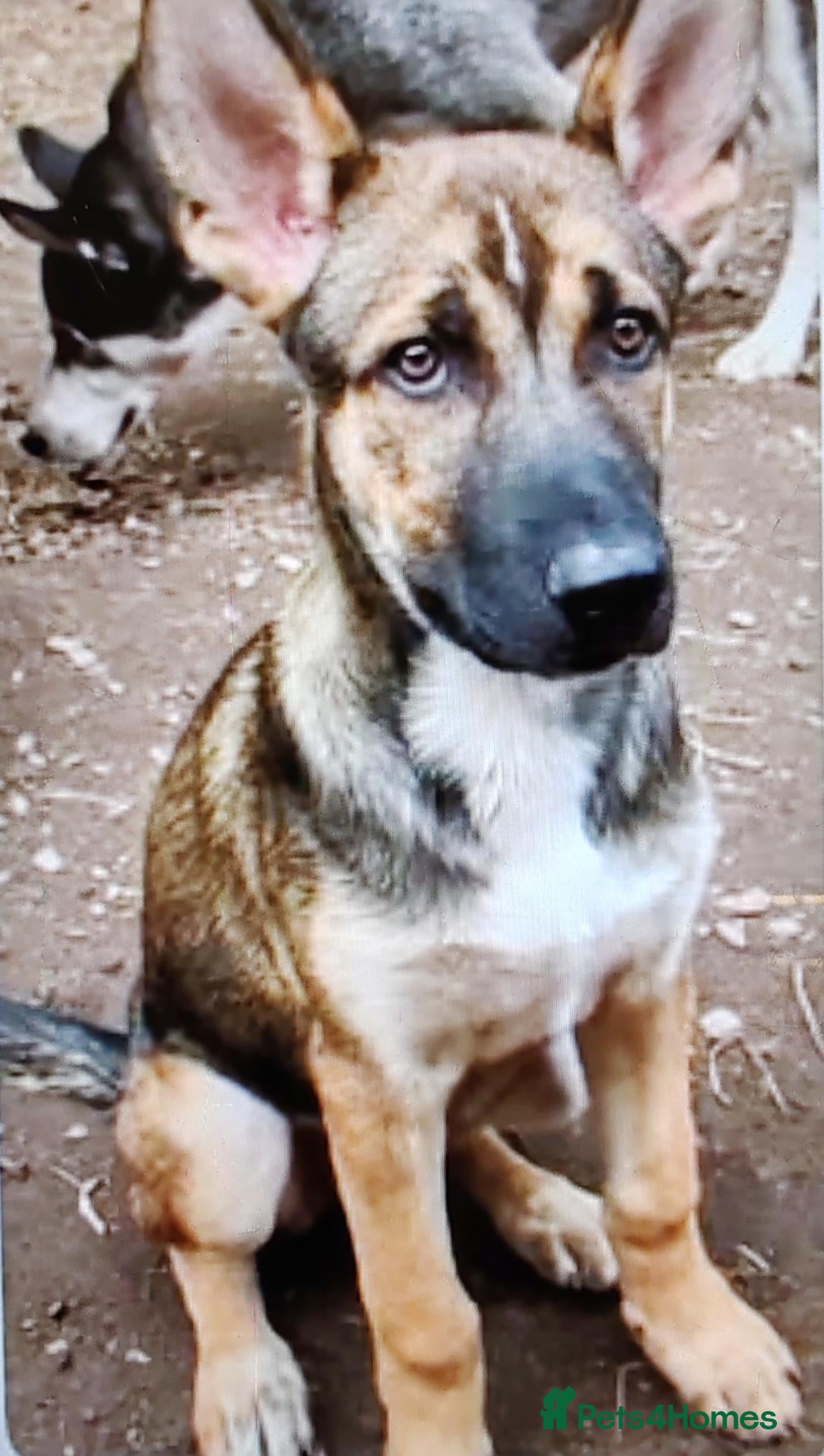 Mixed Breed dogs Belgium Malinois x Siberian Husky for sale  - Advert 1