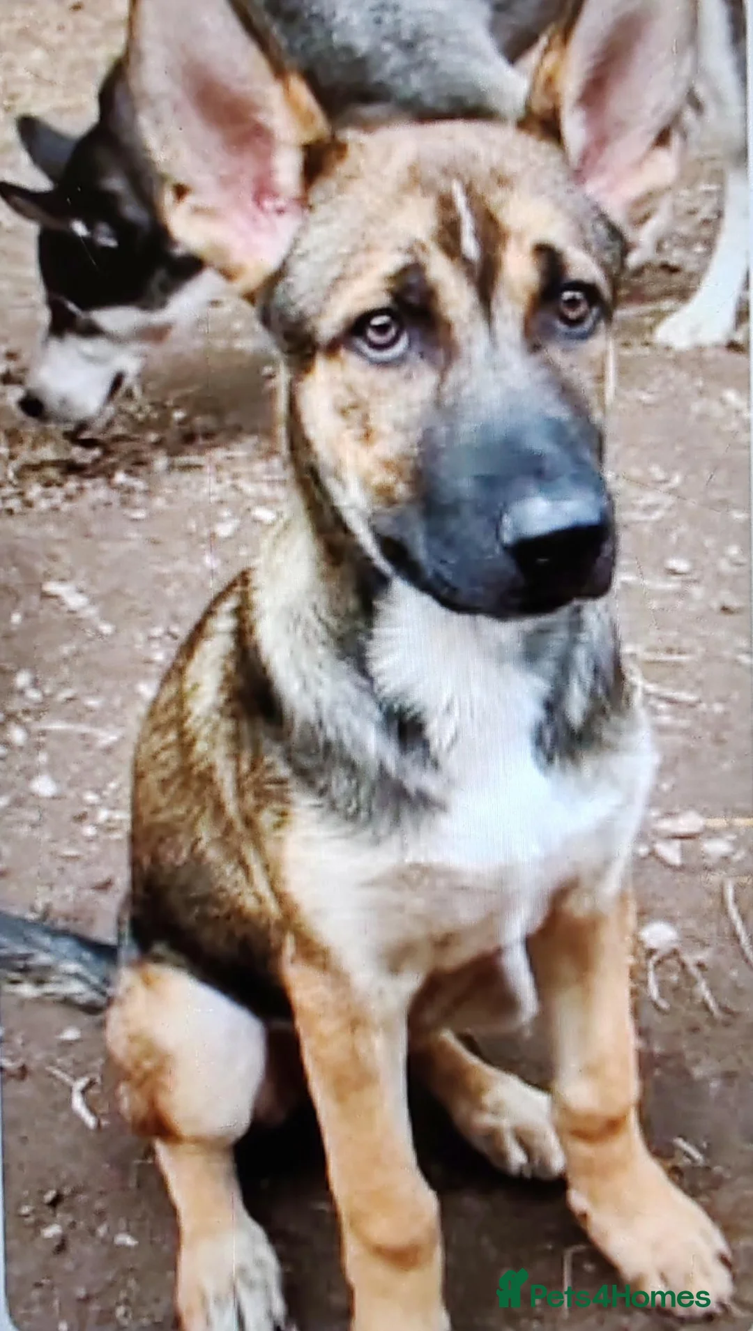 Mixed Breed dogs for sale: Belgium Malinois x Siberian Husky for sale  - Advert 1