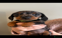 Miniature Dachshund dogs for sale: Miniature Daschund - Advert 6