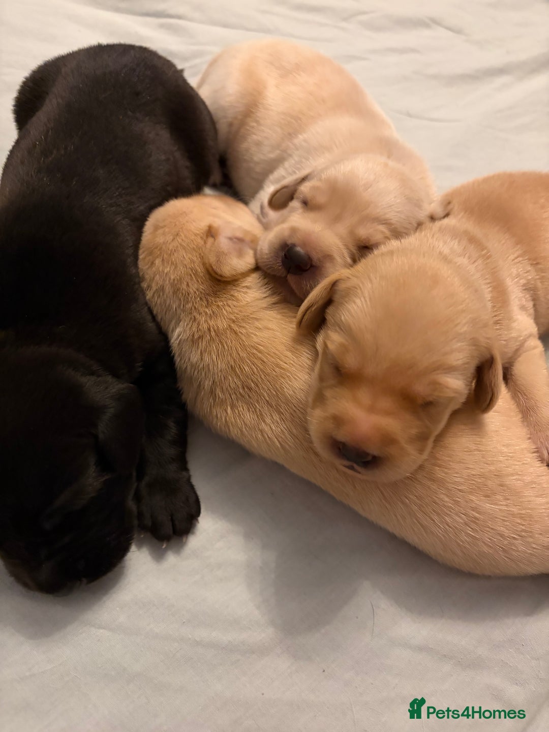 Labrador Retriever dogs for sale: KC Chunky Labrador Puppies - Advert 14